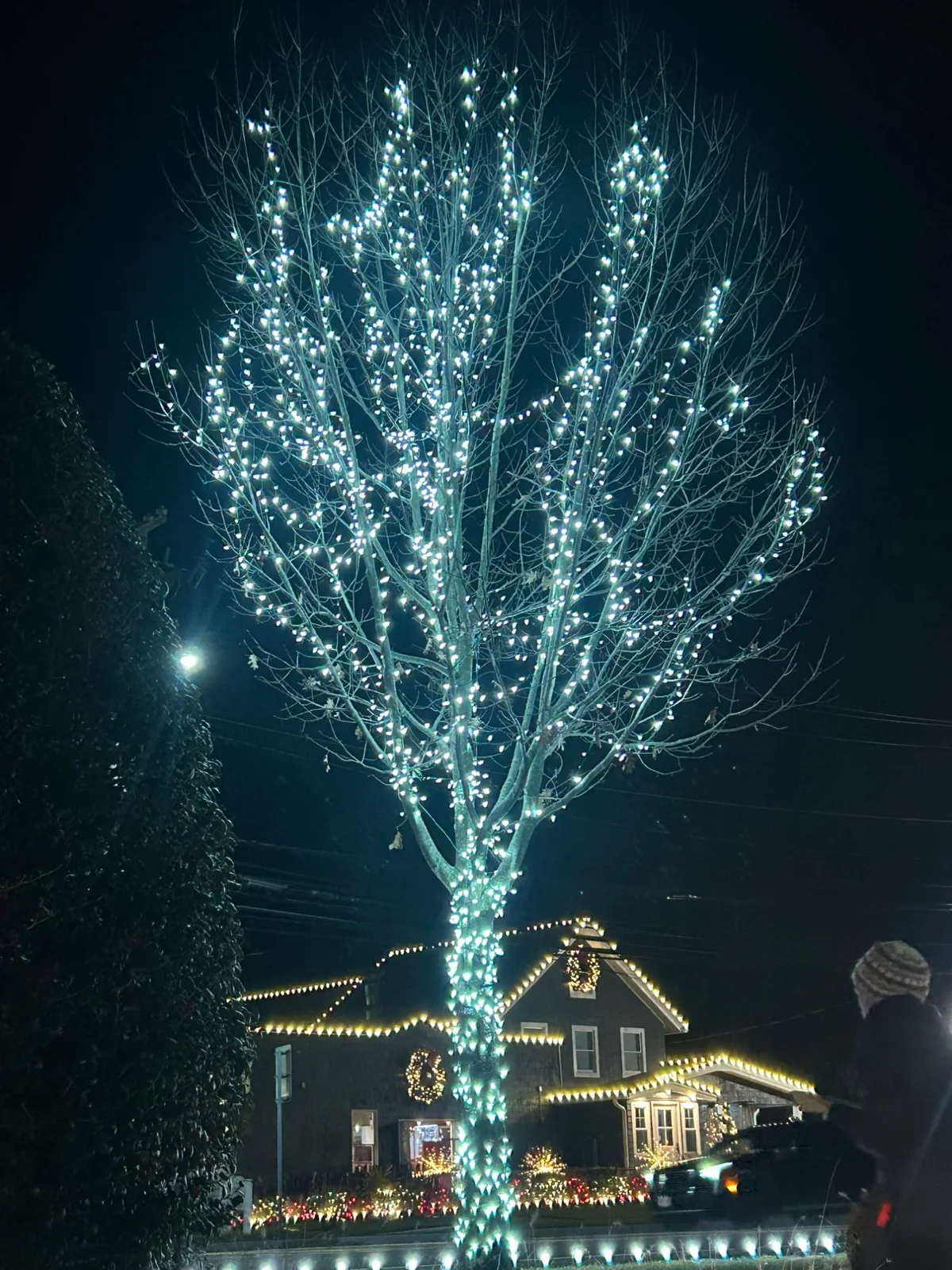 Cool white wrapped tree, warm white roofline and wreaths behind